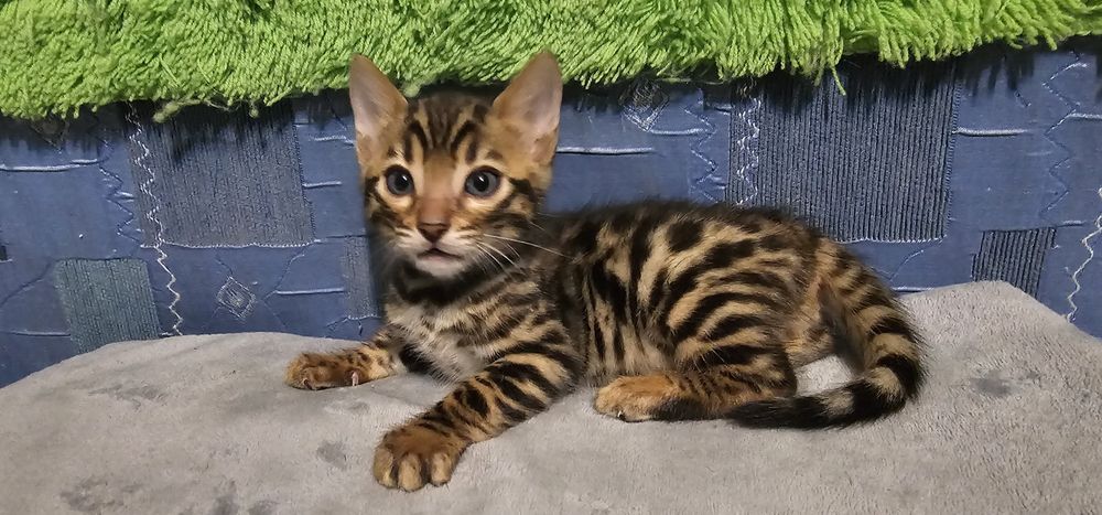 Продам Бенгальских котят (бенгалы)