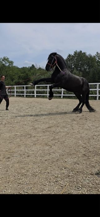 De Vanzare Cal Castrat Metis de Frizian