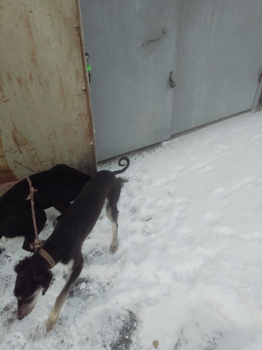 Тазы, чисткровный