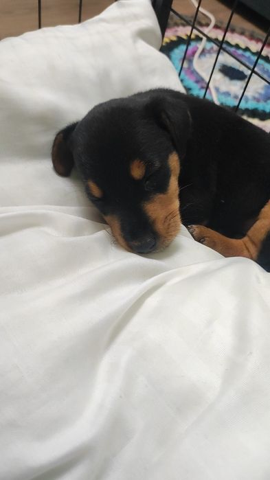 Продам Ягдтерьера