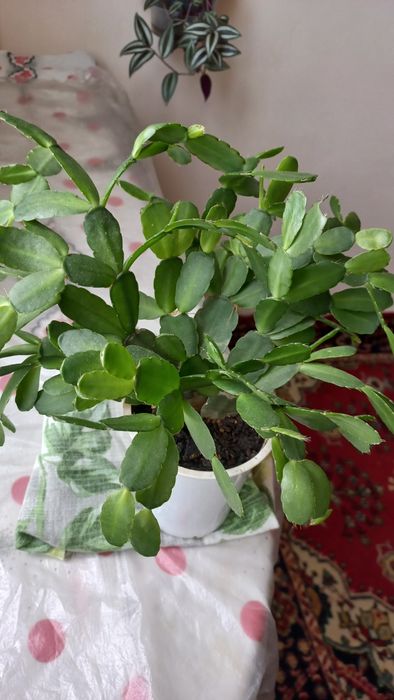 Кактус . золотой Ус.