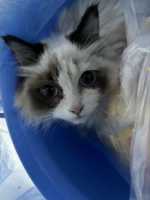 Котёнок 5 месяцев в добрые руки