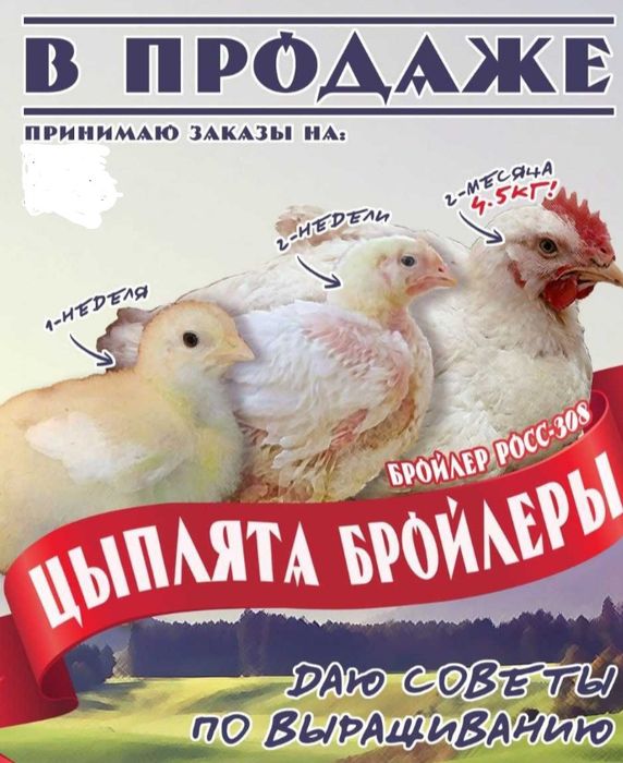 Бройлерлер балапандар