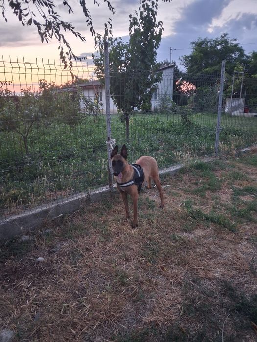 Femela de malinois!