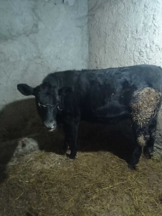 Продавам млада юница