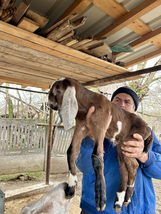 Tap rasa anglo nubiana original