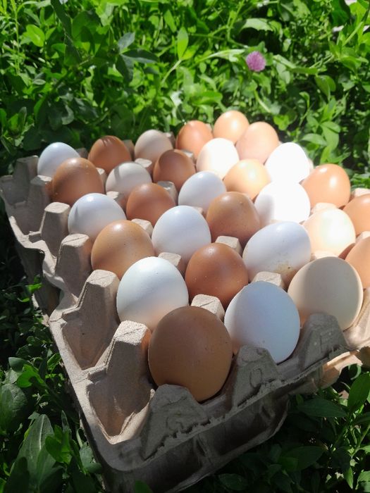 Горные куриные домашние яйца