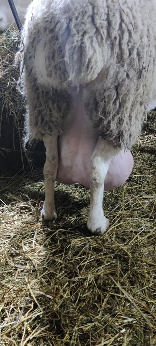 Vând berbecuții  assaf