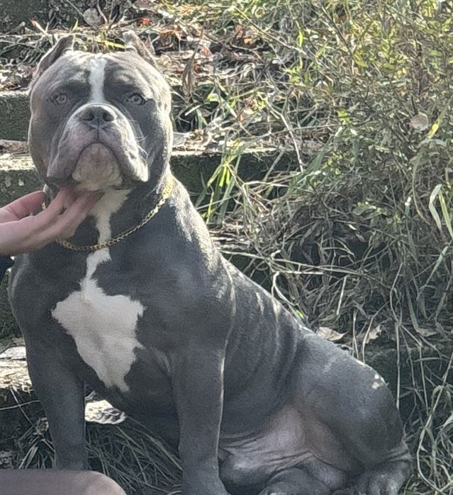 Вязка американский булли