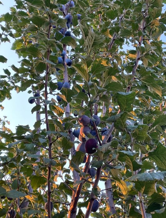 Дом в престижном районе Алматы