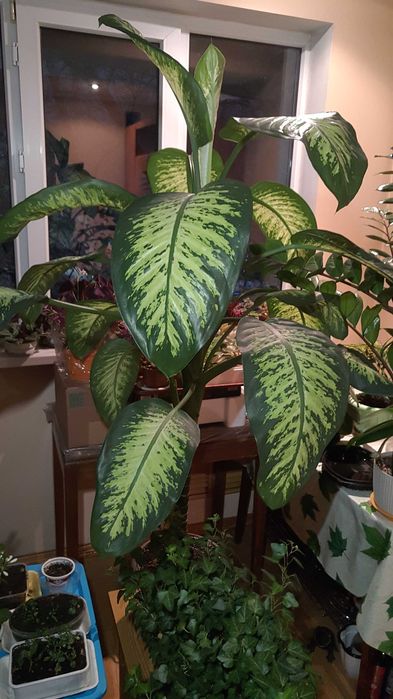 Бегония королевская и др. цветы.