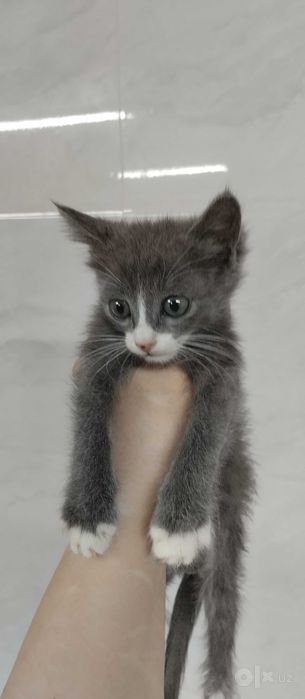 Котята 1,5 месяца в лучшую семью