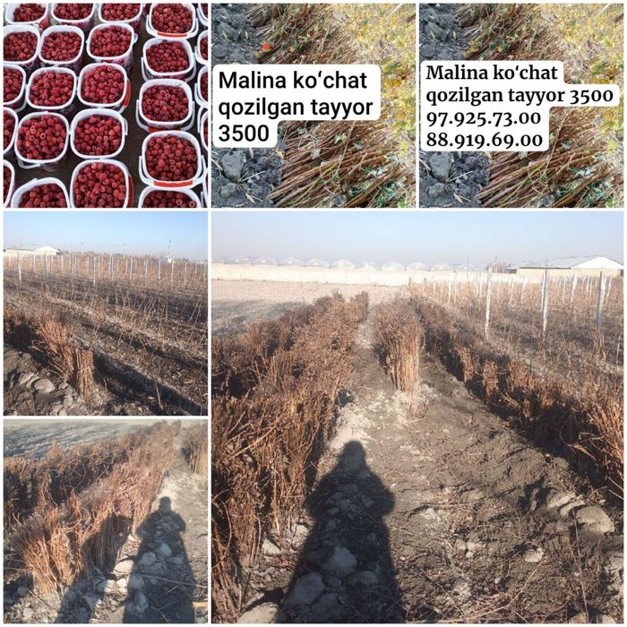 Kuchat kuchat malina kuchat