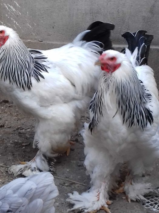 vand  gaini Brahma potarnichiu,  Herminat deschis