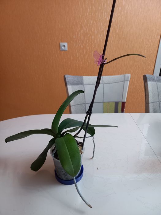 Продам орхидею фаленопсис.