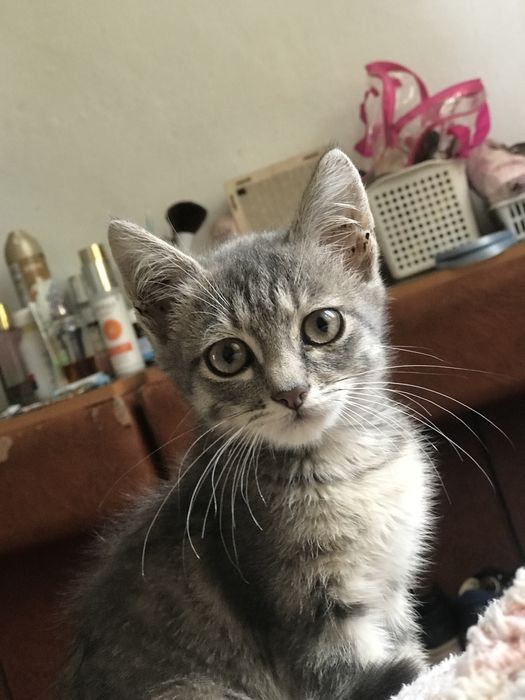 Отдам котенка в добрые руки
