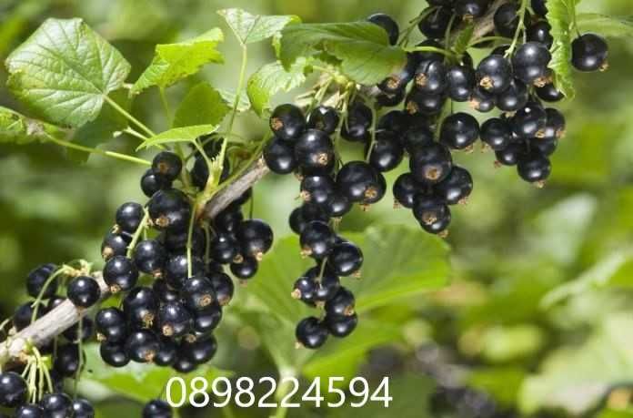 Касис - Френско грозде