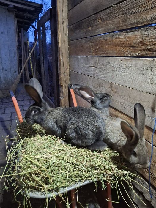 Iepuri uriaș german