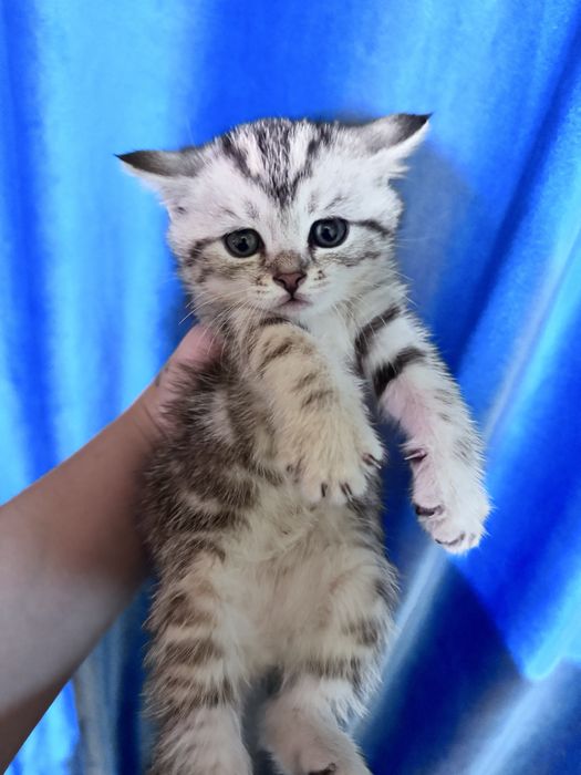 Продам котят скоттиш фолд срочно
