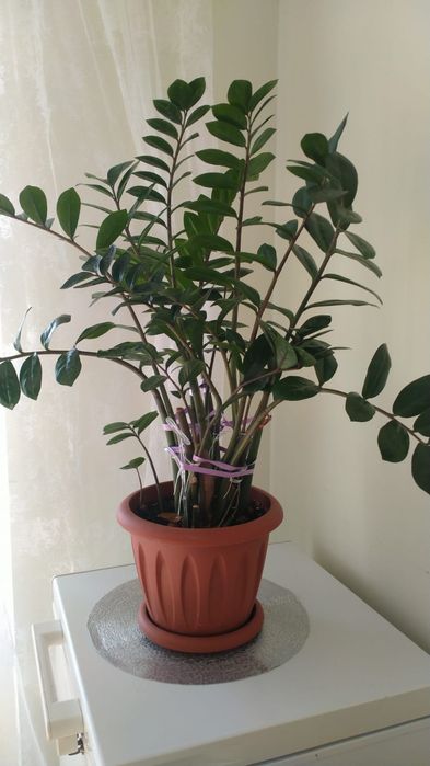 Домашние цветы. Замиокулькас