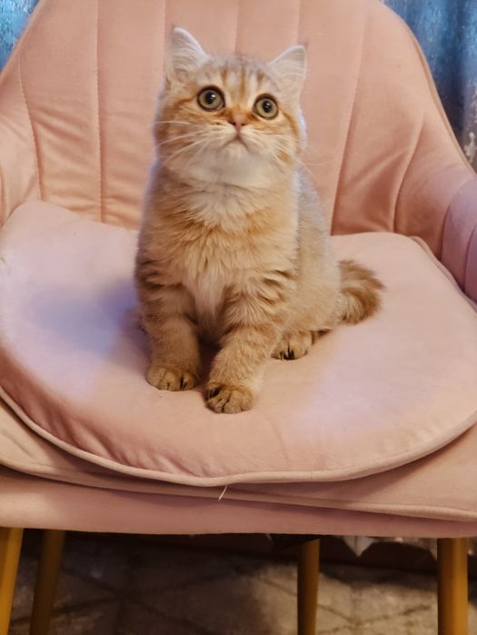 Британская Шиншилла Алматы