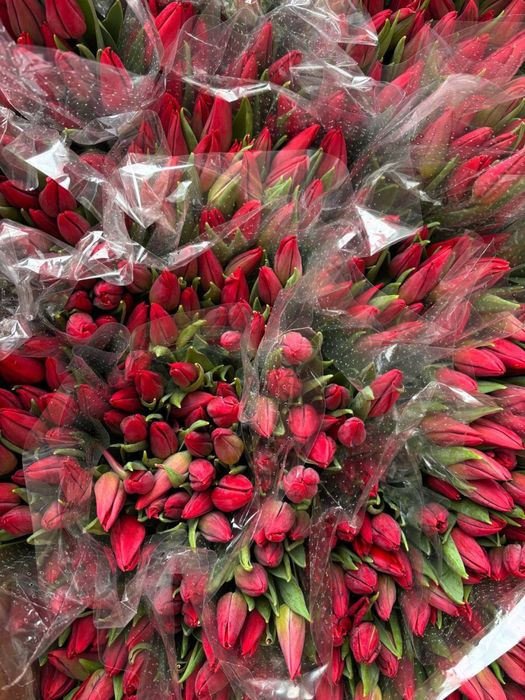 Тюльпандар 8 мартка оптом и в розницу