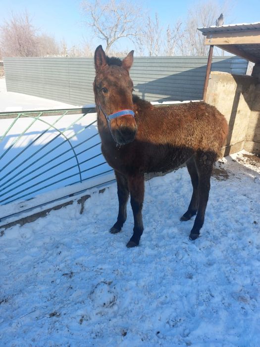 Продается жабағы