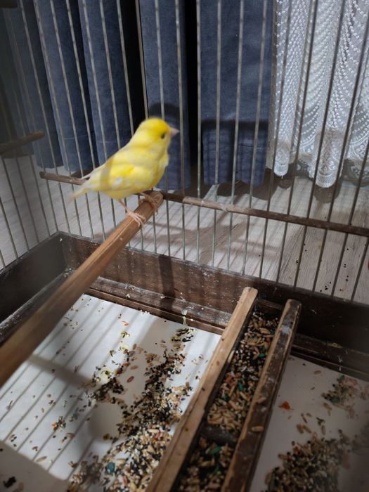 Продается канарейка, 3 года, пение тройник