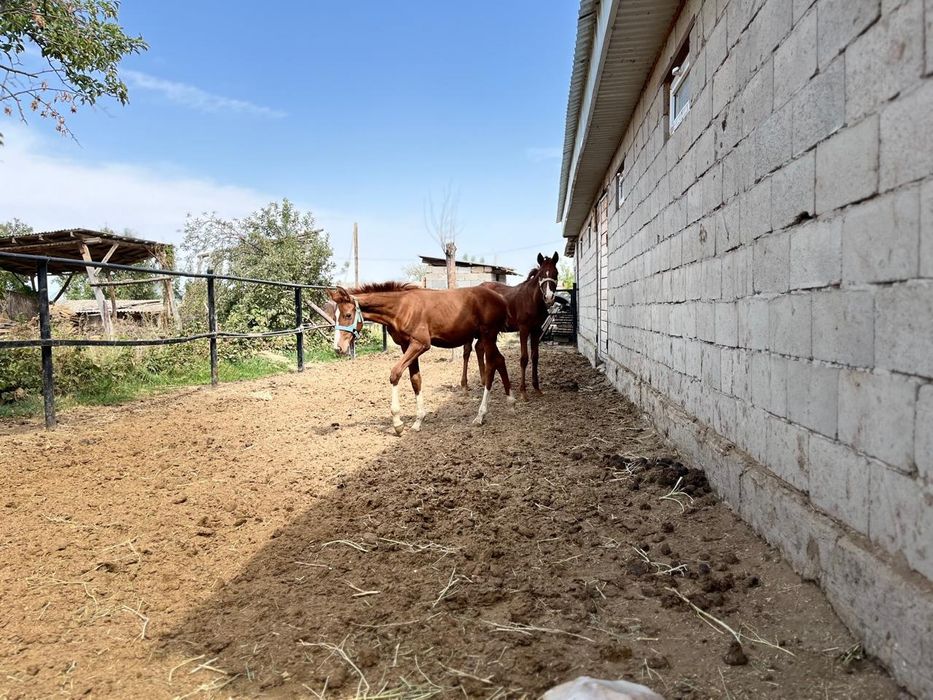 Жабағылар сатылады