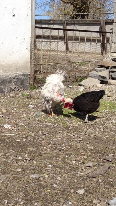 Петух Селекционный