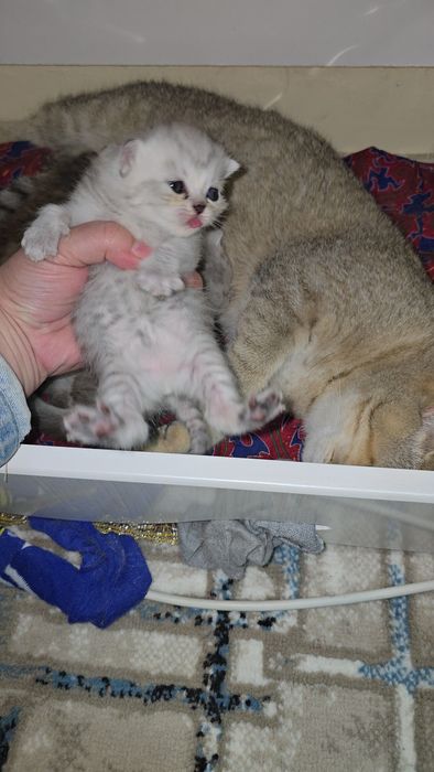 Бронь очилди Табби шиншилла мальчик