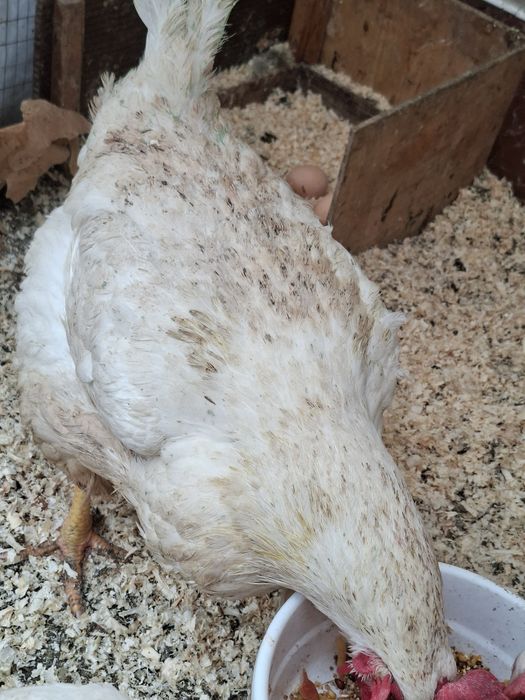 Броллер Товуклар Курицы 5,5- 6-кг