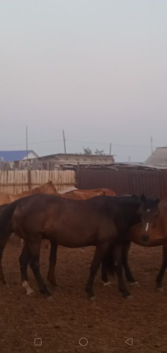 Жеребые кобылы 2