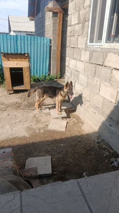продам 6-месячную овчарку