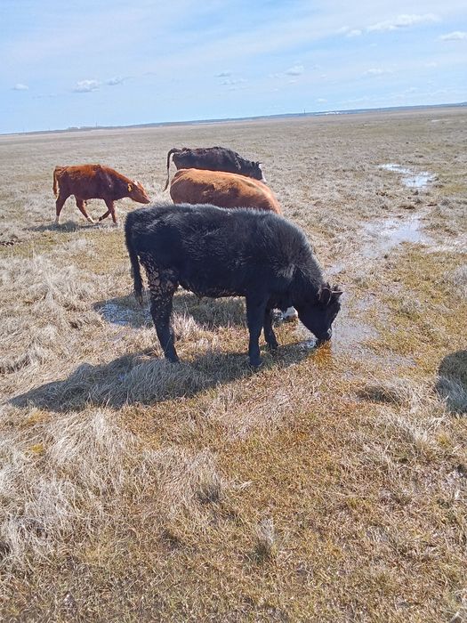 Продам бычка на выбор одного