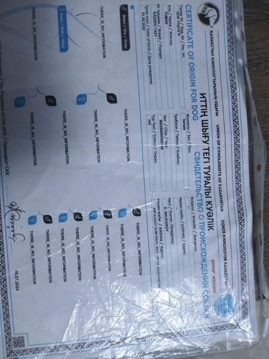 Тазы сатылады ұрғашы