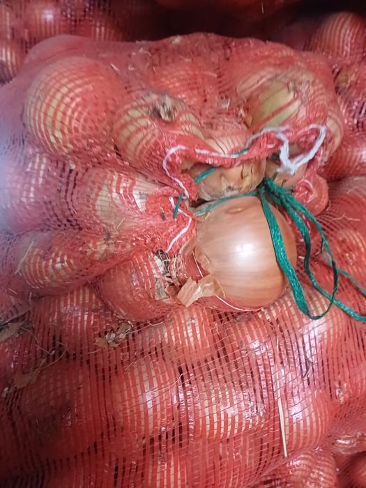 Лук репчатый сухой 30 тонн