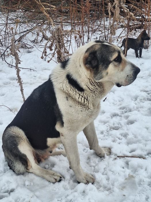 Алабай сатылады  срочно