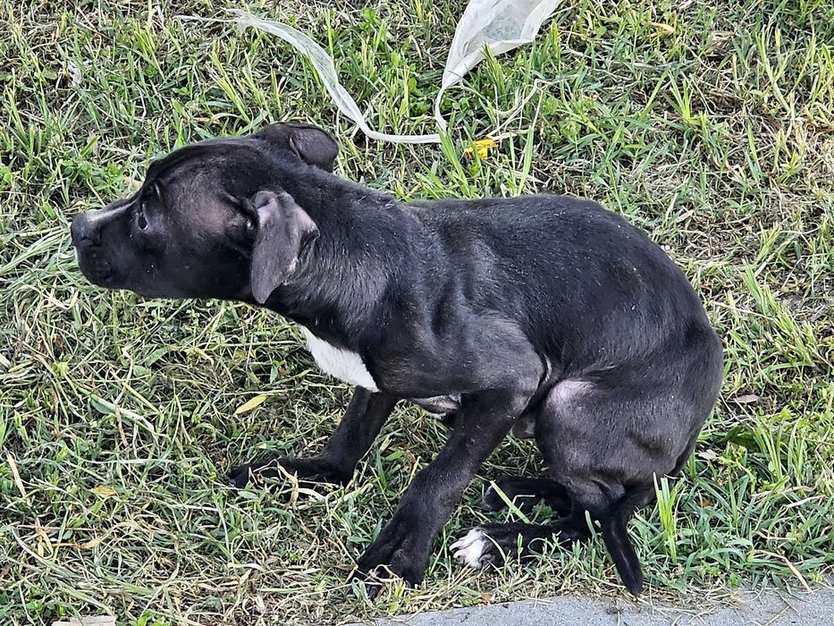Кученце търси дом