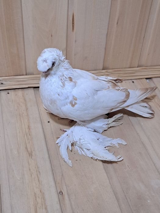 Голубка гулбадам