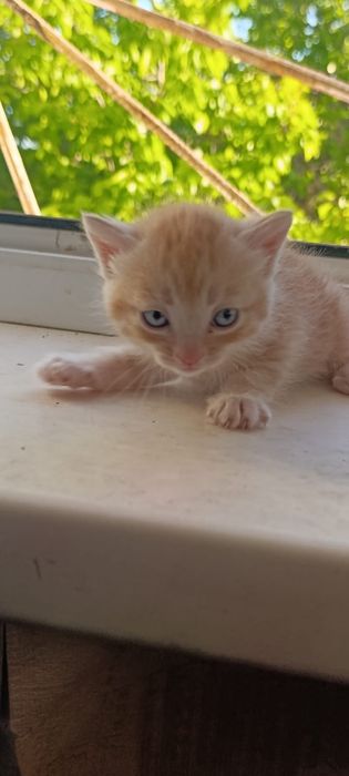 Отдам котят в добрые руки