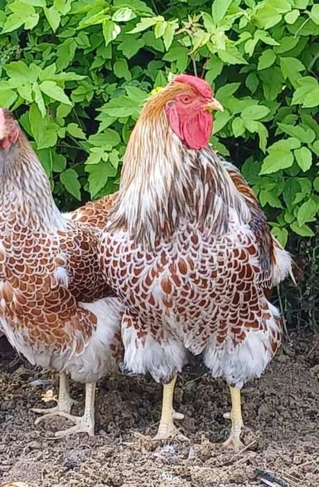 Продам пародных кур и петухов