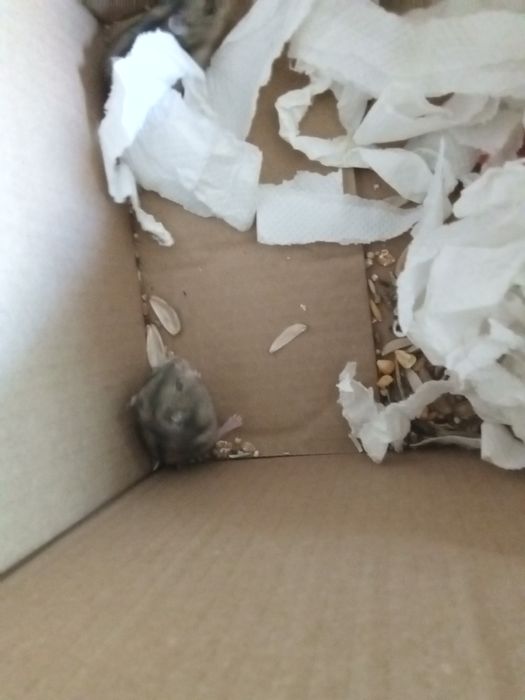 Vand 2 hamsteri pitici