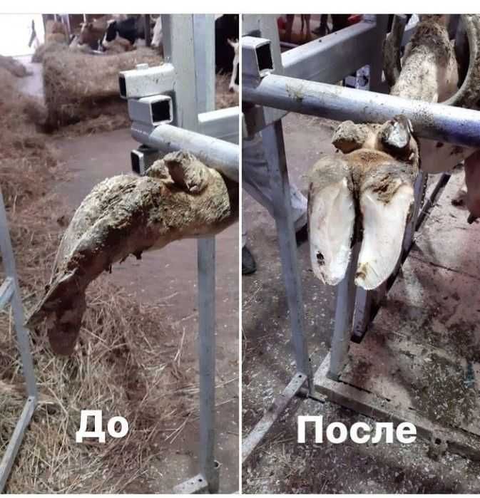 Tuyoq kesish uchun pchoq.Нож для ветеринар