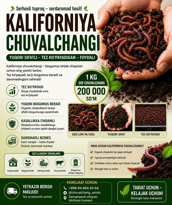 Kaliforniya chuvalchangi Kg Xisobida