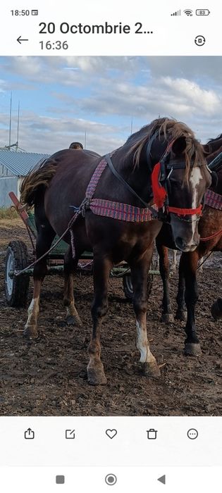 Vând armăsar de 2 ani