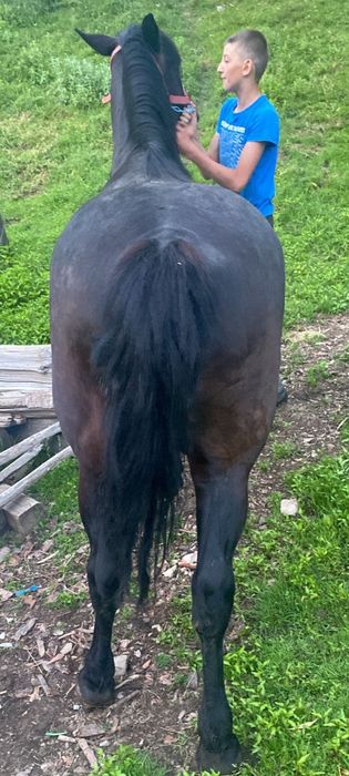 Iapă de vânzare!