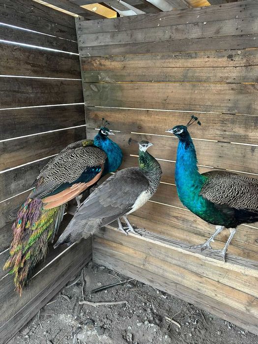 Павлиндар сатылады