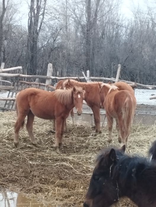 Тайлар сатам 5 бас.