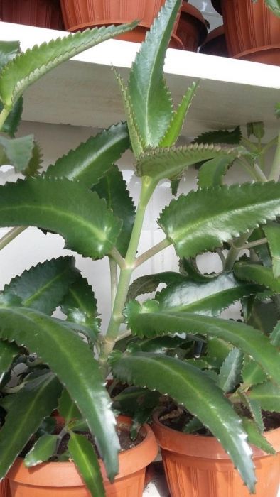 Каланхое лечебный